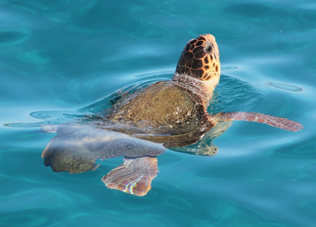 Unechte Karettschildkröte hebt den Kopf aus dem türkisfarbenen Wasser vor Zakynthos