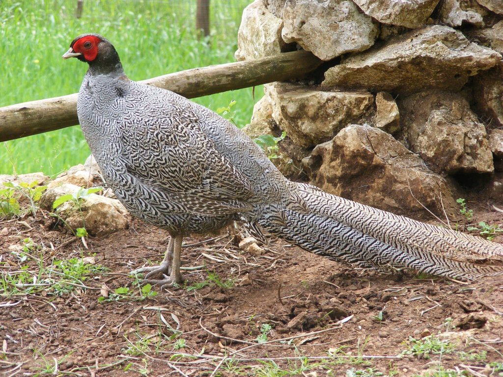 Grau gemusterter Fasan mit rotem Gesicht vor einer Natursteinmauer