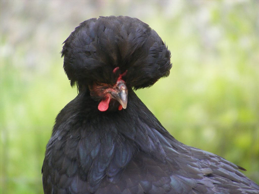 Schwarzes Huhn mit großer Federhaube und rotem Kamm
