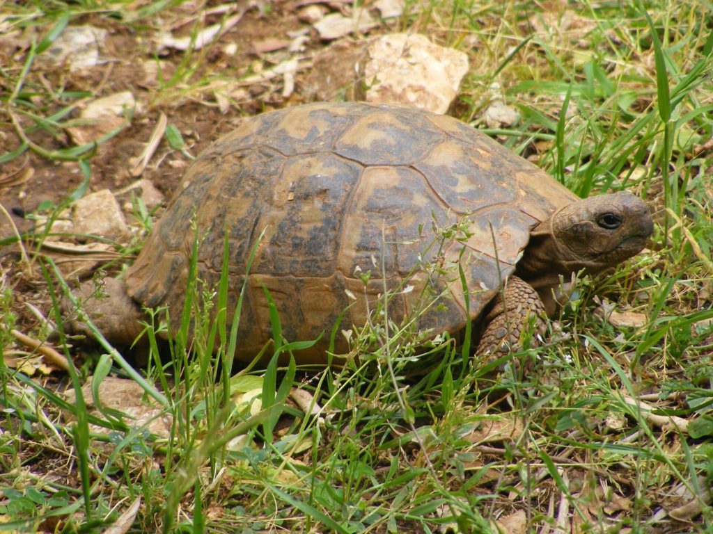 Landschildkröte im Gras zwischen Steinen