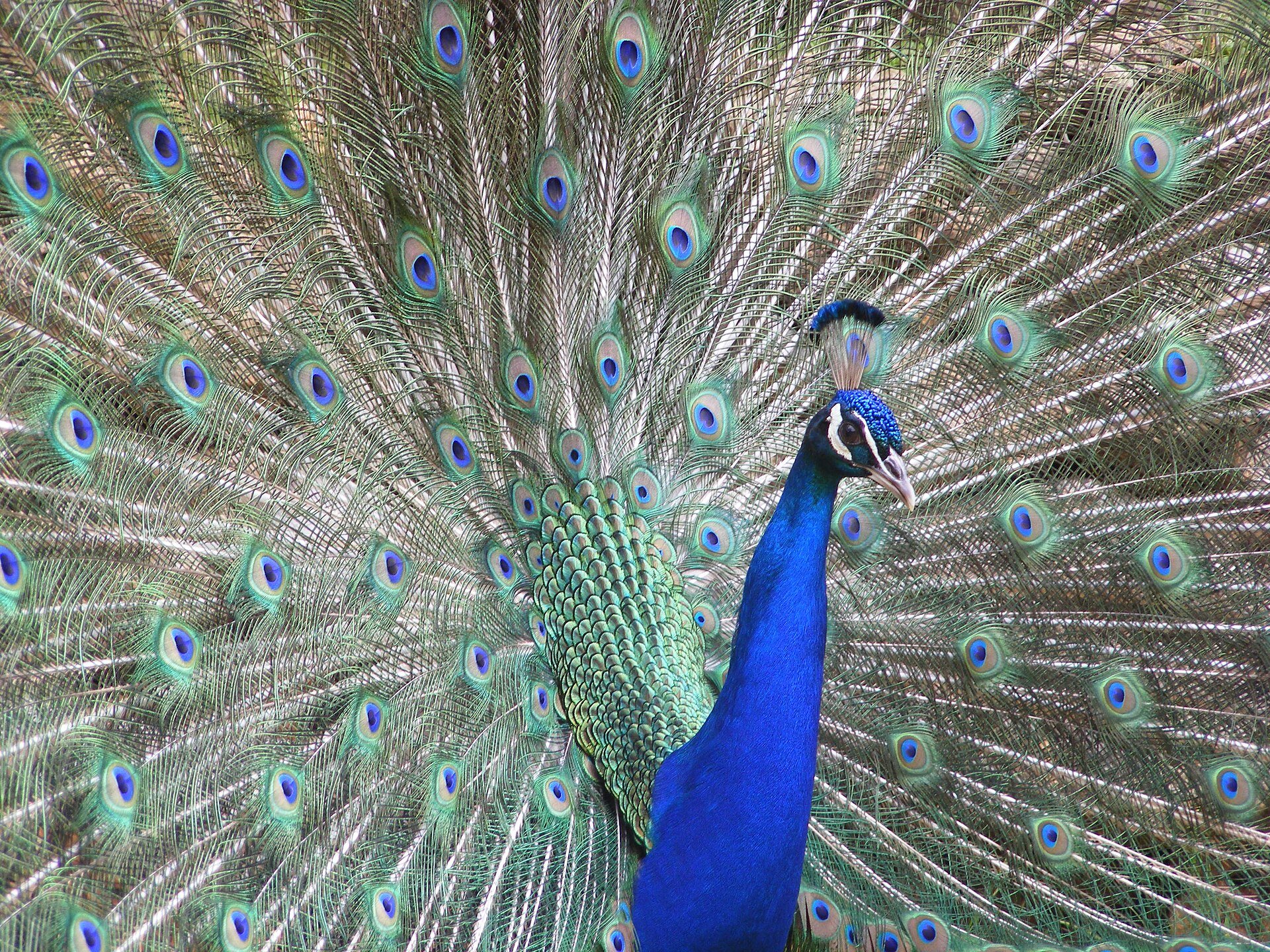 Blauer Pfau mit aufgefächertem Rad