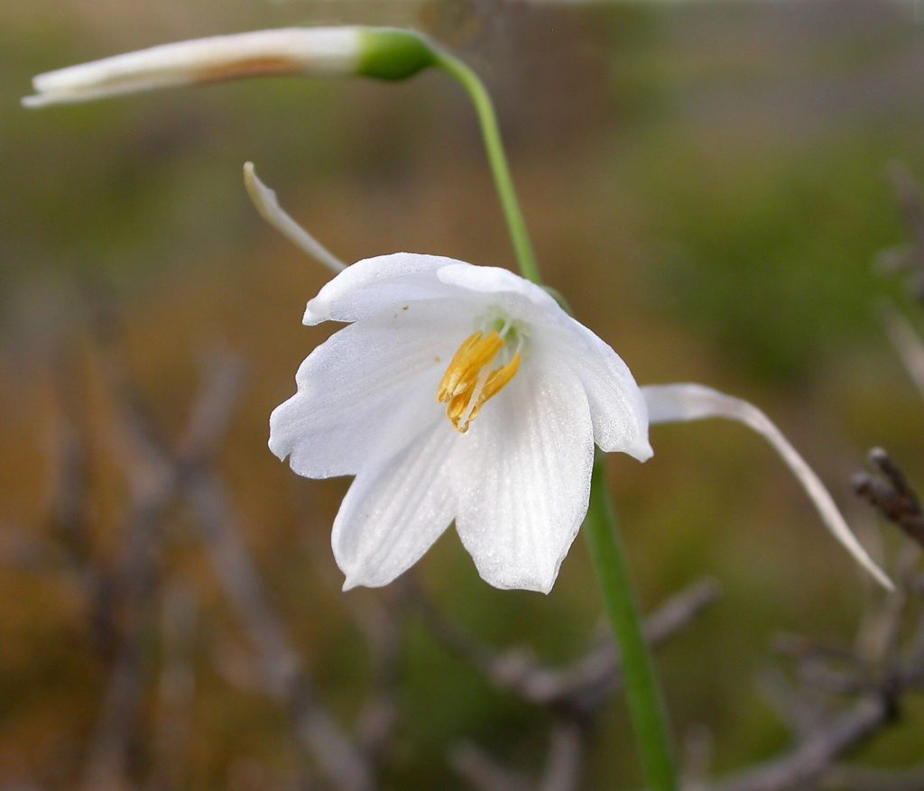 Weiße, glockenförmige Blüte von Acis ionica vor unscharfem Hintergrund
