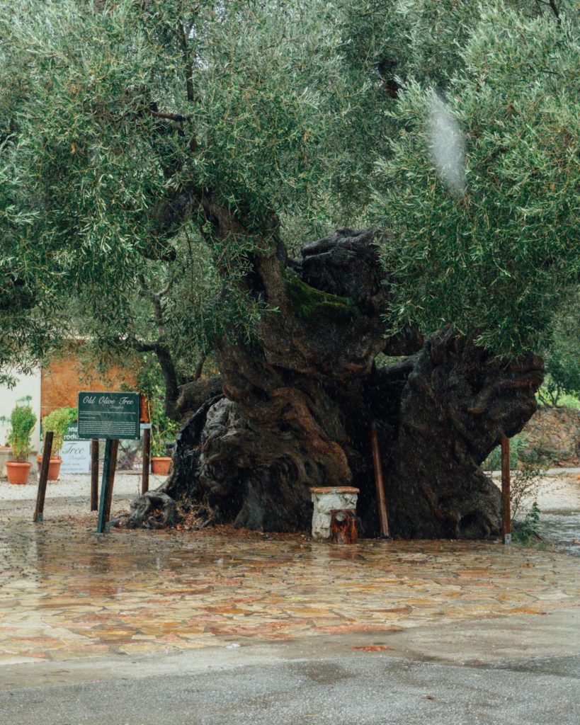 Knorriger, sehr alter Olivenbaum auf einem nassen Dorfplatz auf Zakynthos