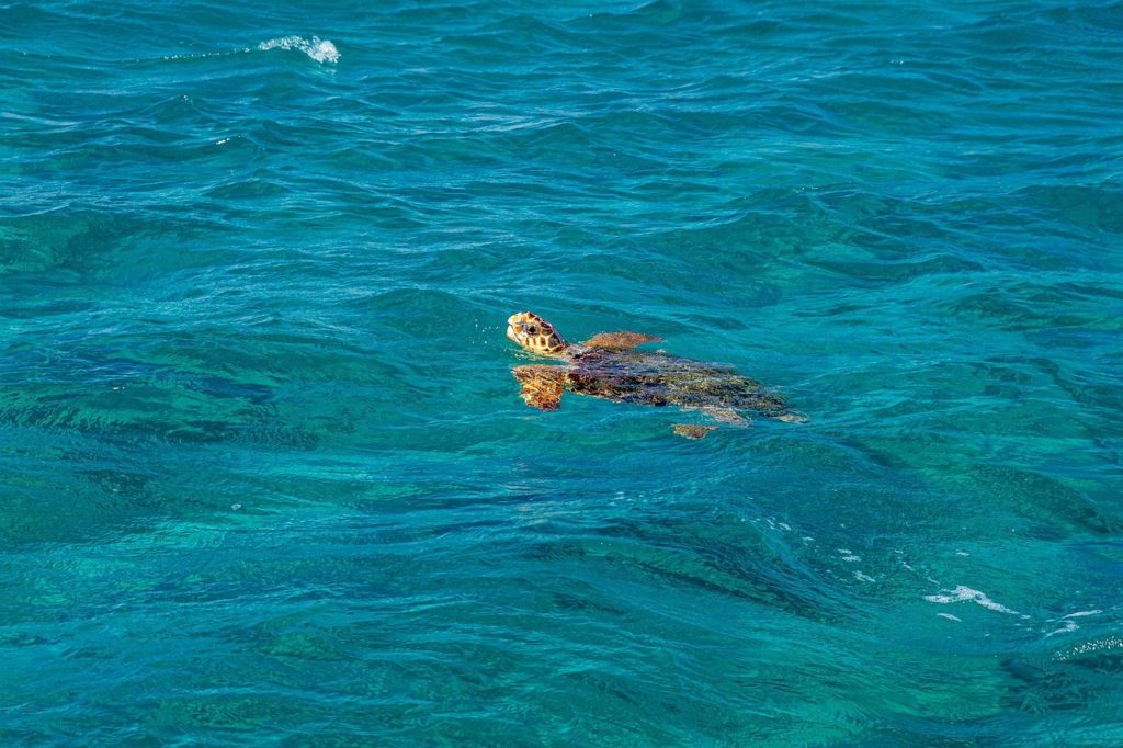 Meeresschildkröte an der Oberfläche von türkisem Wasser