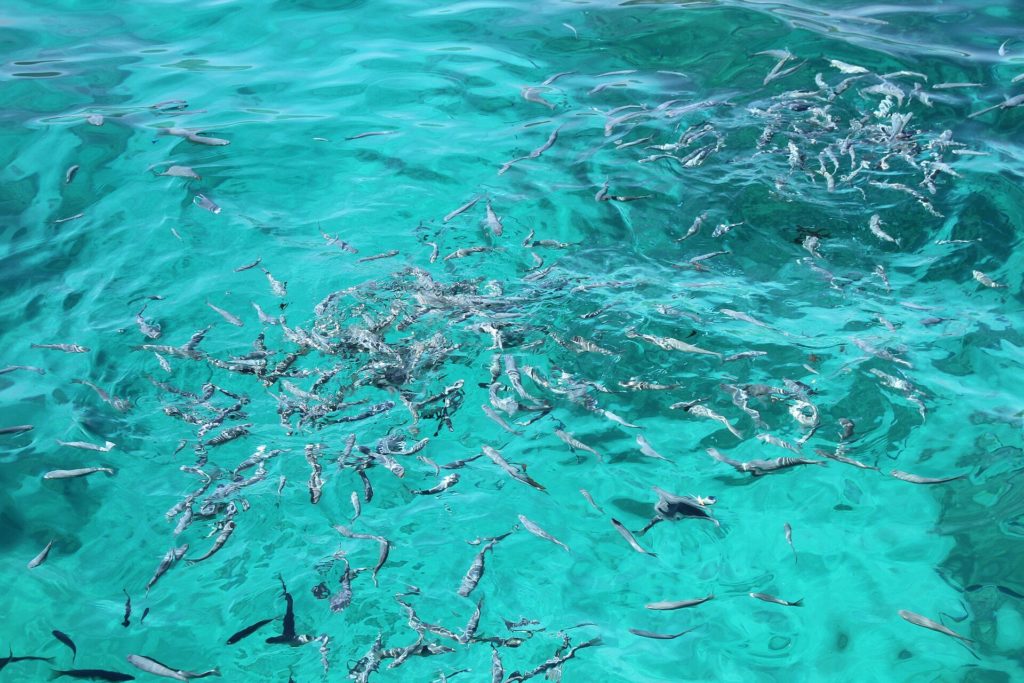 Schwarm kleiner Fische in klarem, türkisfarbenem Wasser über hellem Grund vor Zakynthos