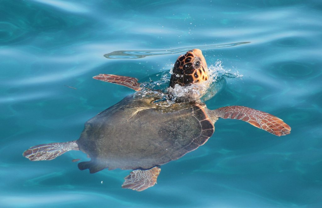 Unechte Karettschildkröte schwimmt mit ausgebreiteten Flossen an der Wasseroberfläche vor Zakynthos