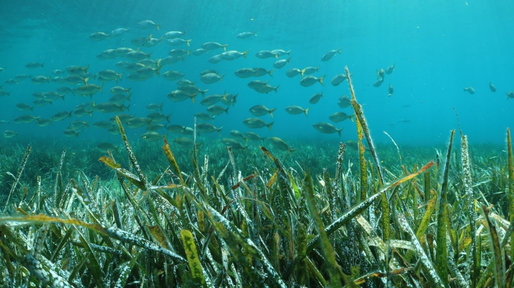 Dichte Seegraswiese aus Neptungras unter Wasser, darüber ein Schwarm Goldstriemen