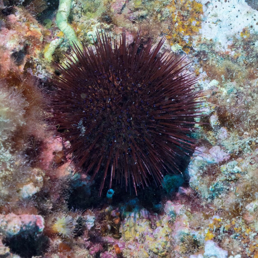 Dunkelvioletter Steinseeigel mit langen Stacheln auf bewachsenem Felsgrund unter Wasser