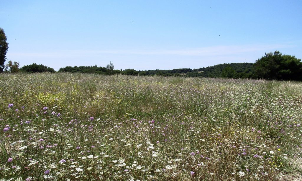 Wiese mit weißen und violetten Wildblumen bei Volimes im Norden von Zakynthos
