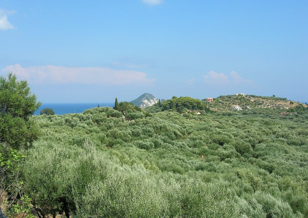 Hügelige Landschaft mit dichten Olivenhainen auf der Halbinsel Keri, im Hintergrund das Meer