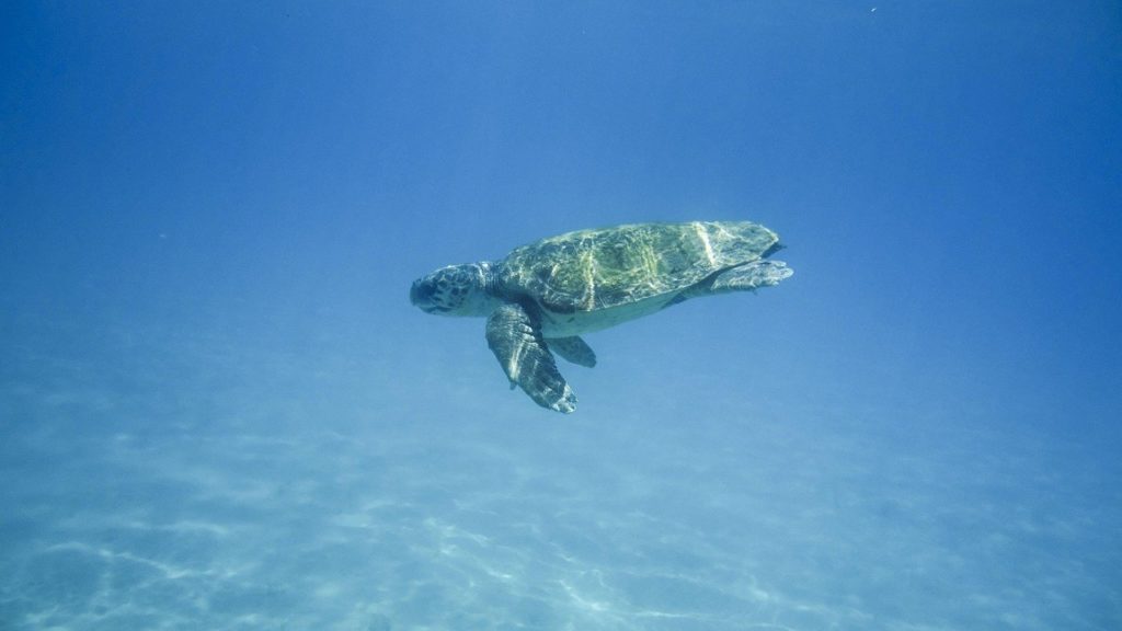 Meeresschildkröte schwimmt unter Wasser über hellem Sandgrund